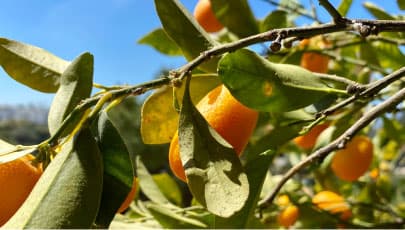 Sustainable food