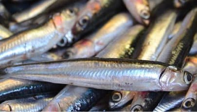 Sardines