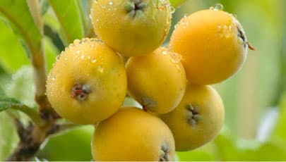 Seasonal fruits